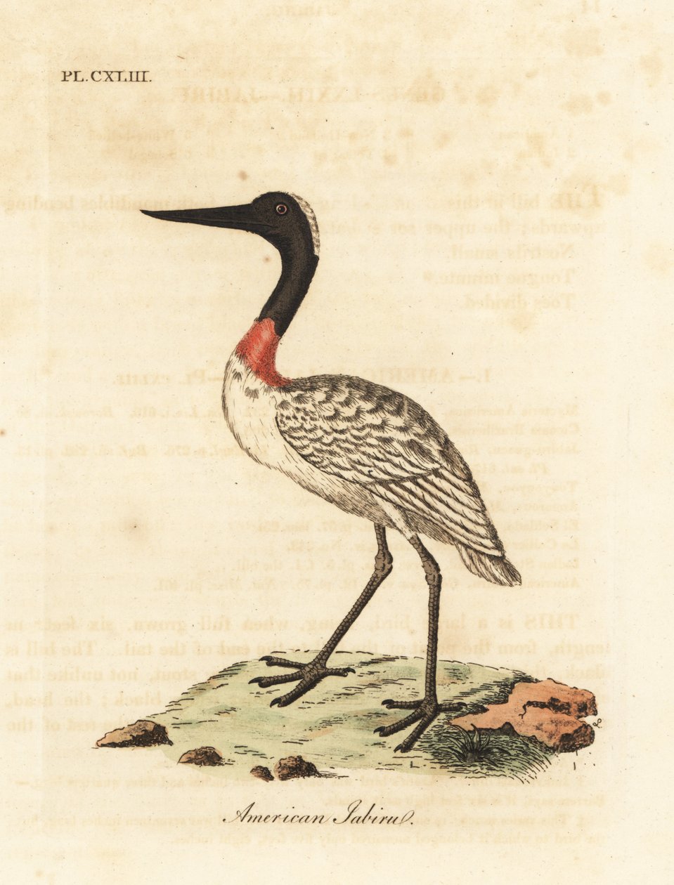 Træstokke, Mycteria americana (amerikansk jabiru). Håndfarvet kobberplade tegnet og graveret af John Latham fra hans egen A General History of Birds, Winchester af John Latham