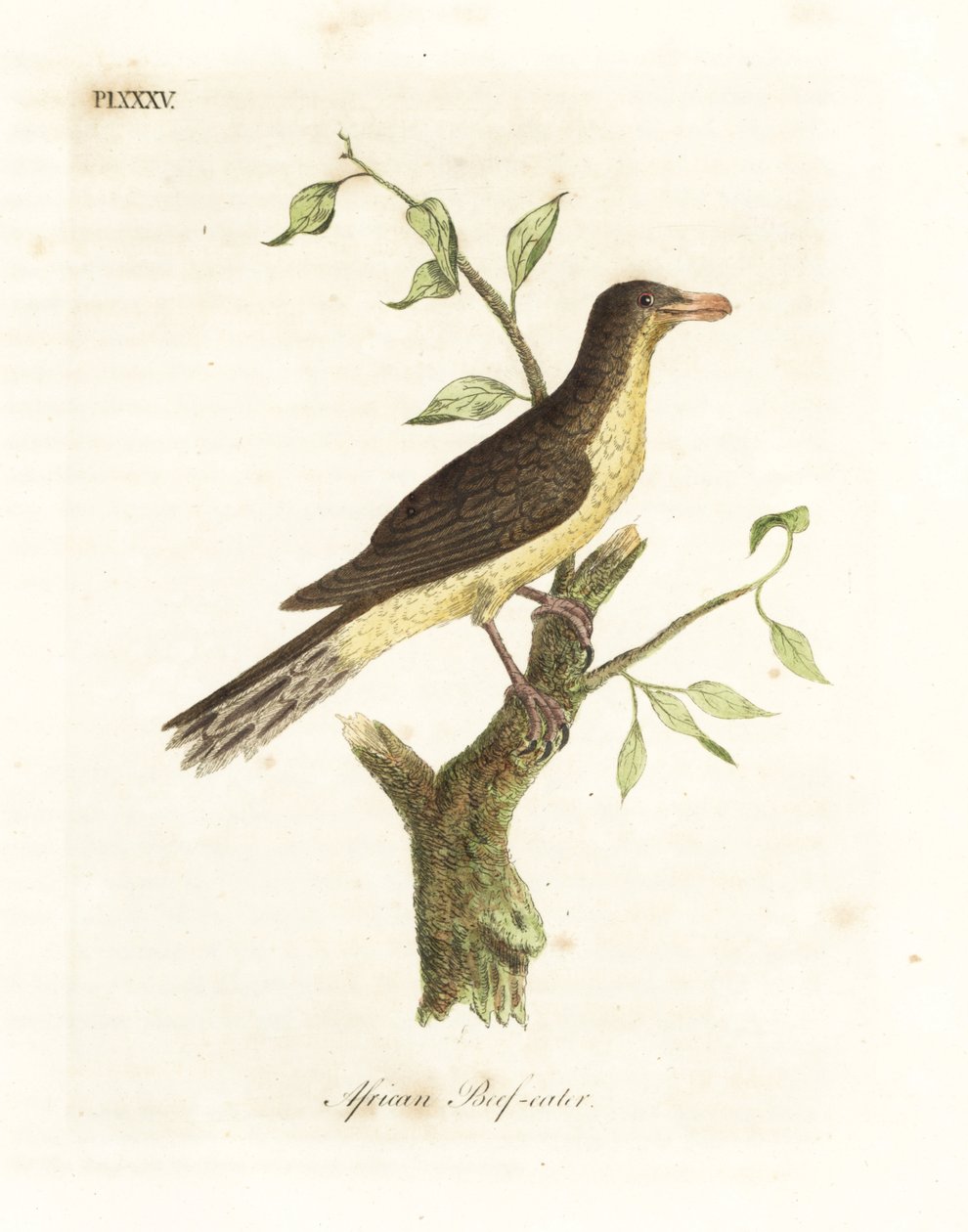 Gulnæbbet oksespætte, Buphagus africanus (afrikansk oksekødspiser, Buphaga africana). Håndfarvet kobberplade tegnet og indgraveret af John Latham fra hans egen A General History of Birds, Winchester af John Latham