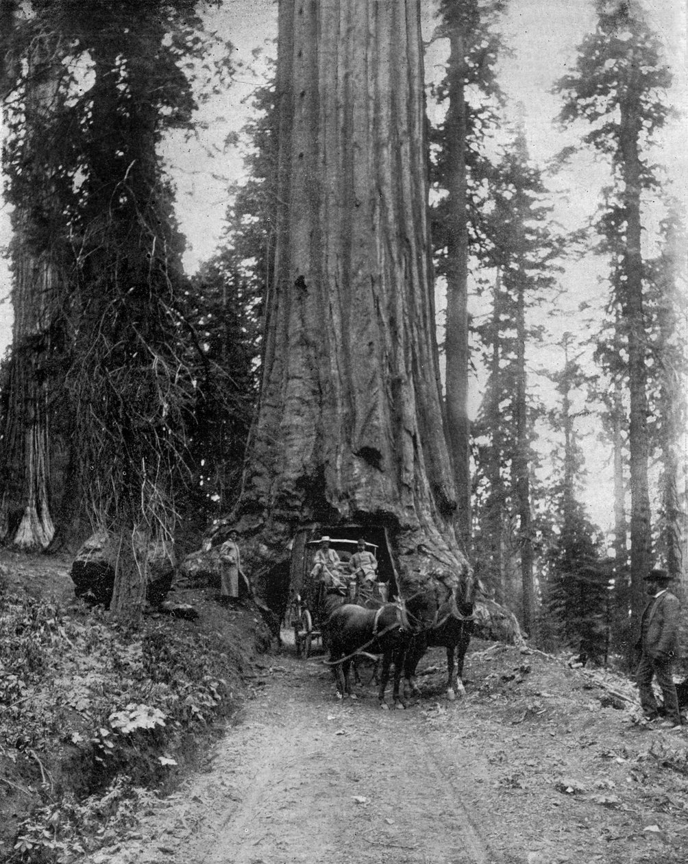 Stort træ (sequoia): "wawona" i Mariposa Grove i Californien (s/h foto) af John Lawson Stoddard
