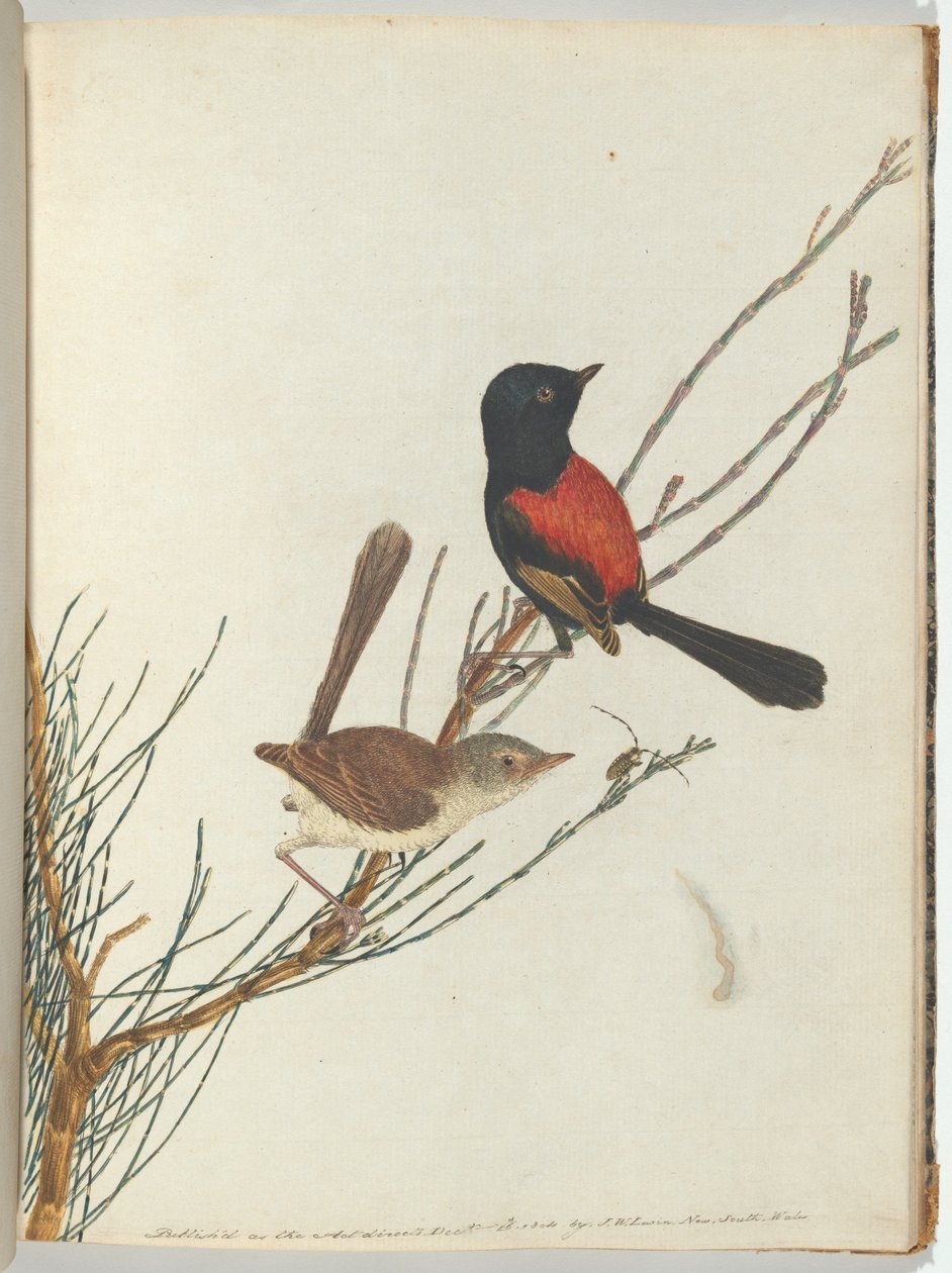 Scarlet & black warbler. Lewis, John. Fugle i New South Wales med deres naturlige historie. Sydney- G af John William Lewin