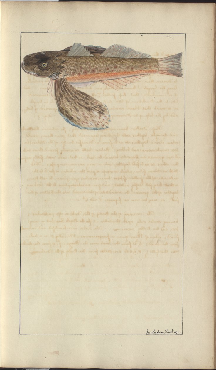 Lindsay Drawings Vol. VII af John Lindsay