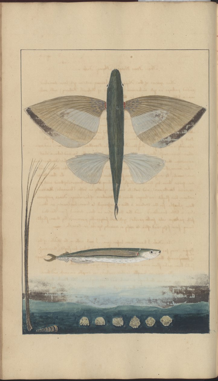 Lindsay Drawings Vol. VII af John Lindsay