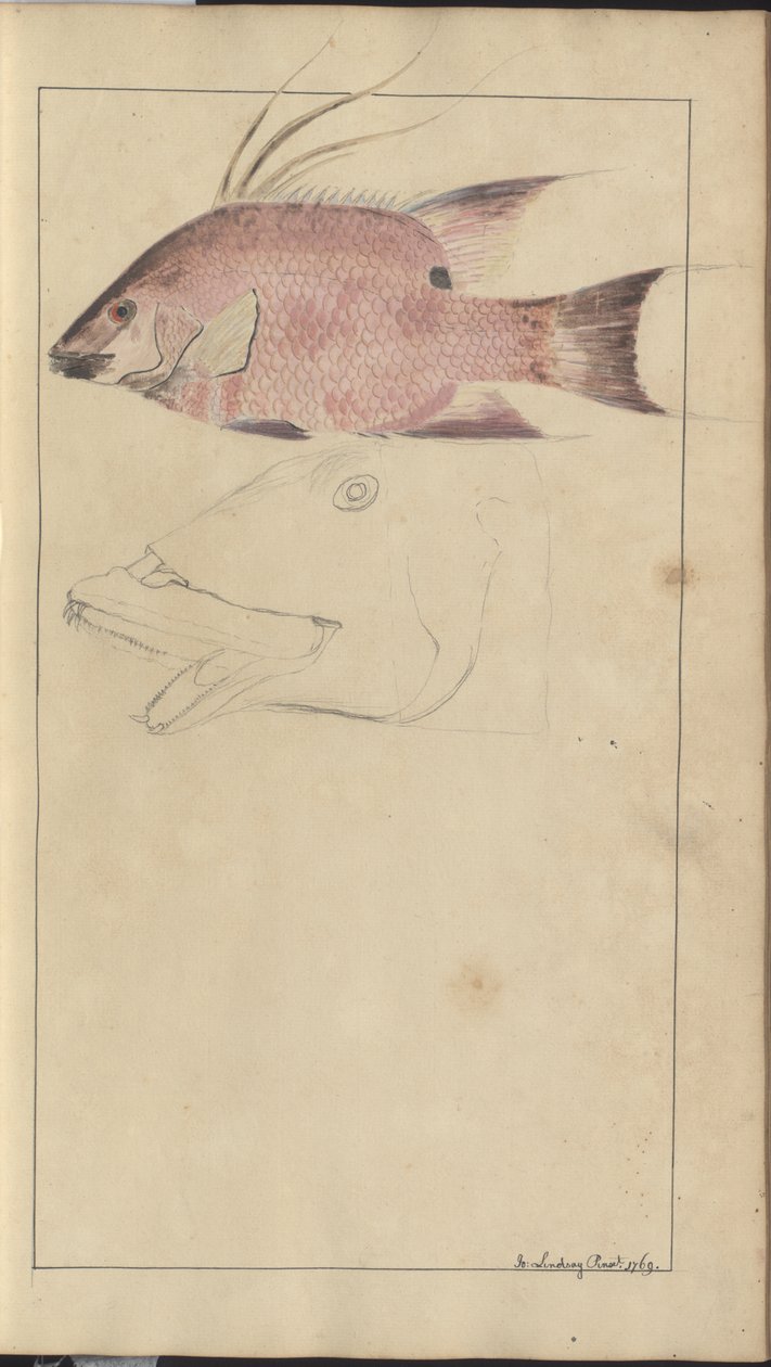 Lindsay Drawings Vol. VII af John Lindsay
