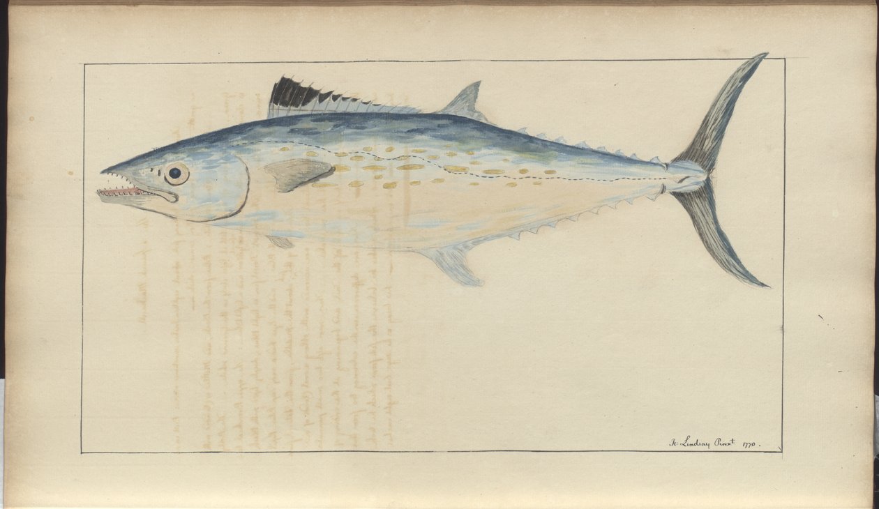 Lindsay Drawings Vol. VII af John Lindsay