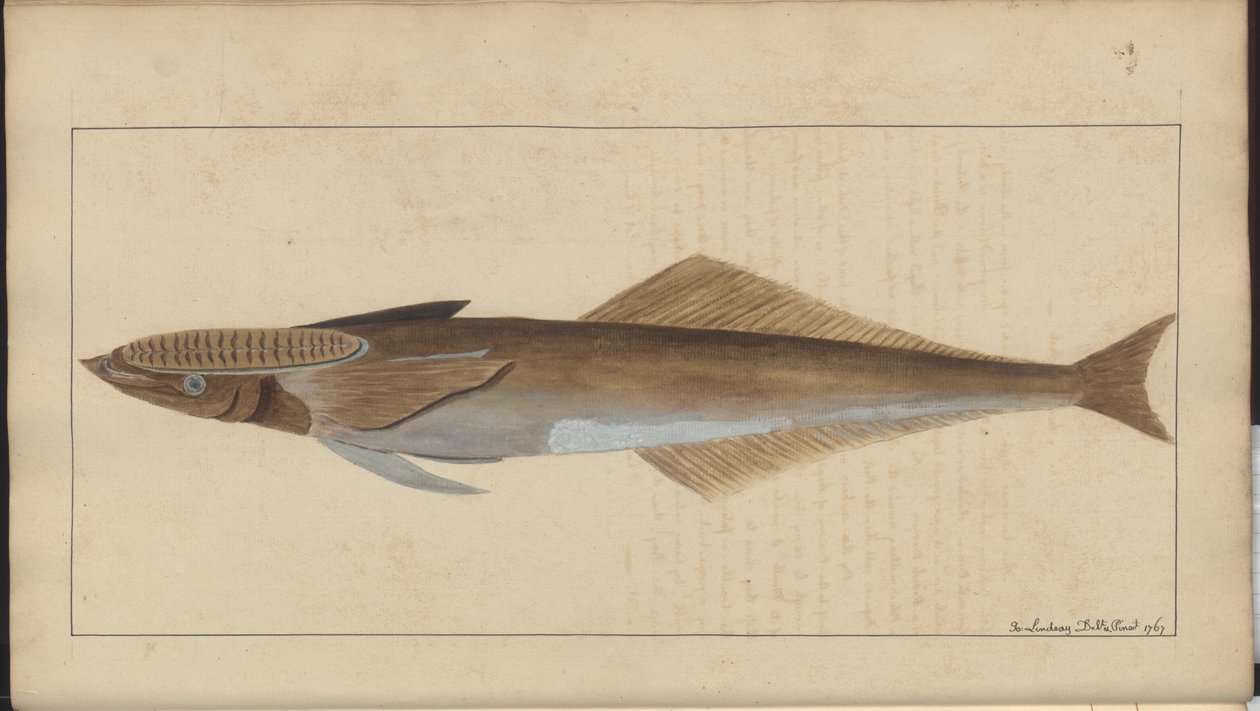 Lindsay Drawings Vol. VII af John Lindsay