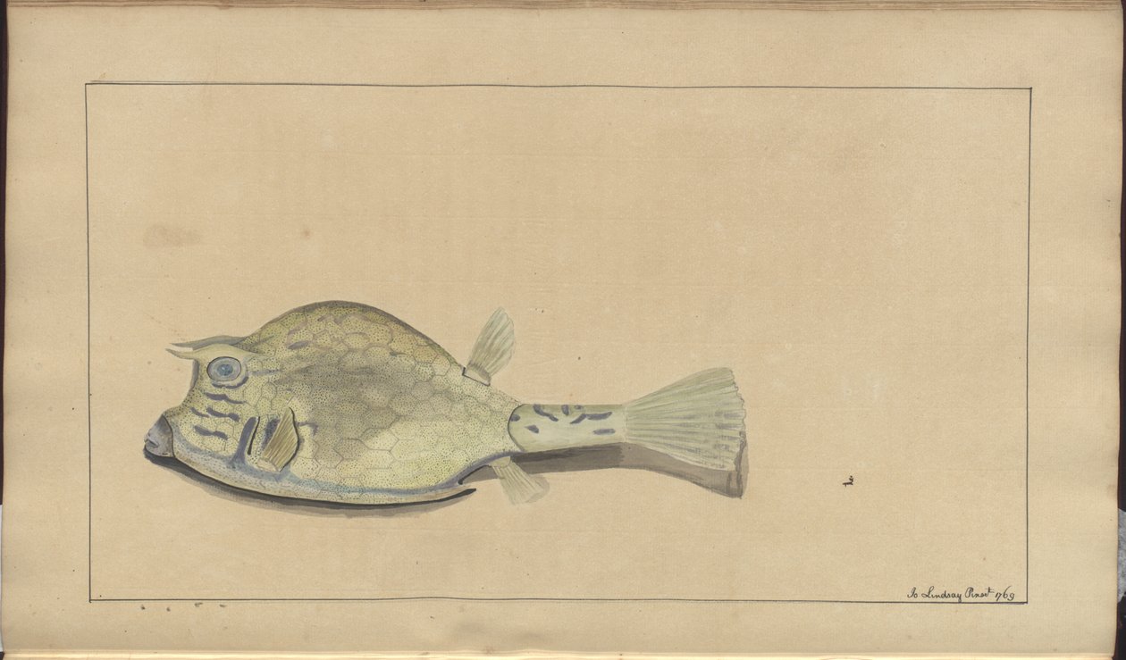 Lindsay Drawings Vol. VII, 25 af John Lindsay