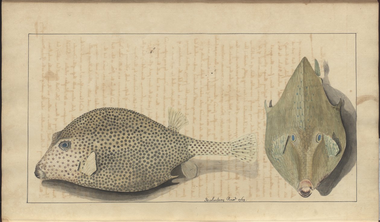 Lindsay Drawings Vol. VII, 26 af John Lindsay