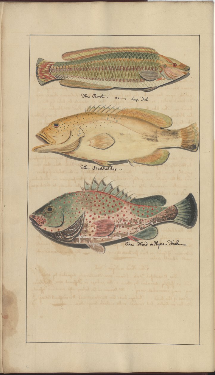 Lindsay Drawings Vol. VII, 4 af John Lindsay