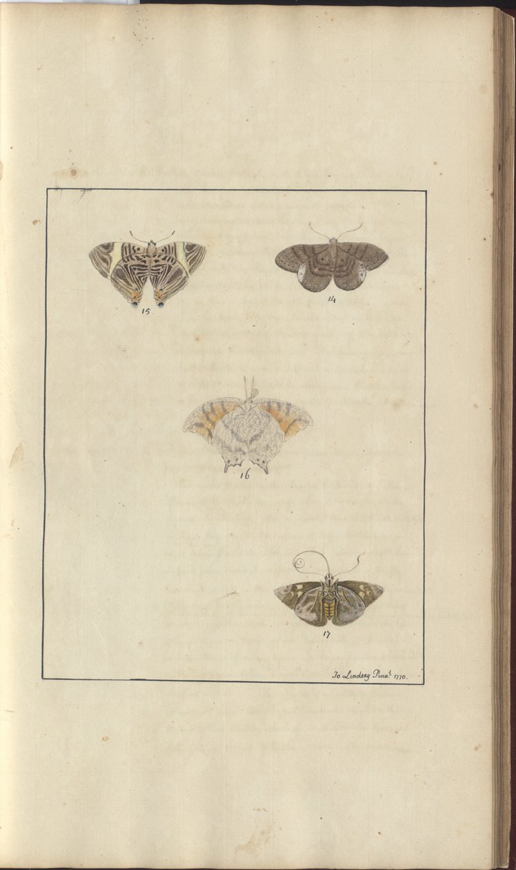 Lindsay Drawings Vol. VI, 42 af John Lindsay