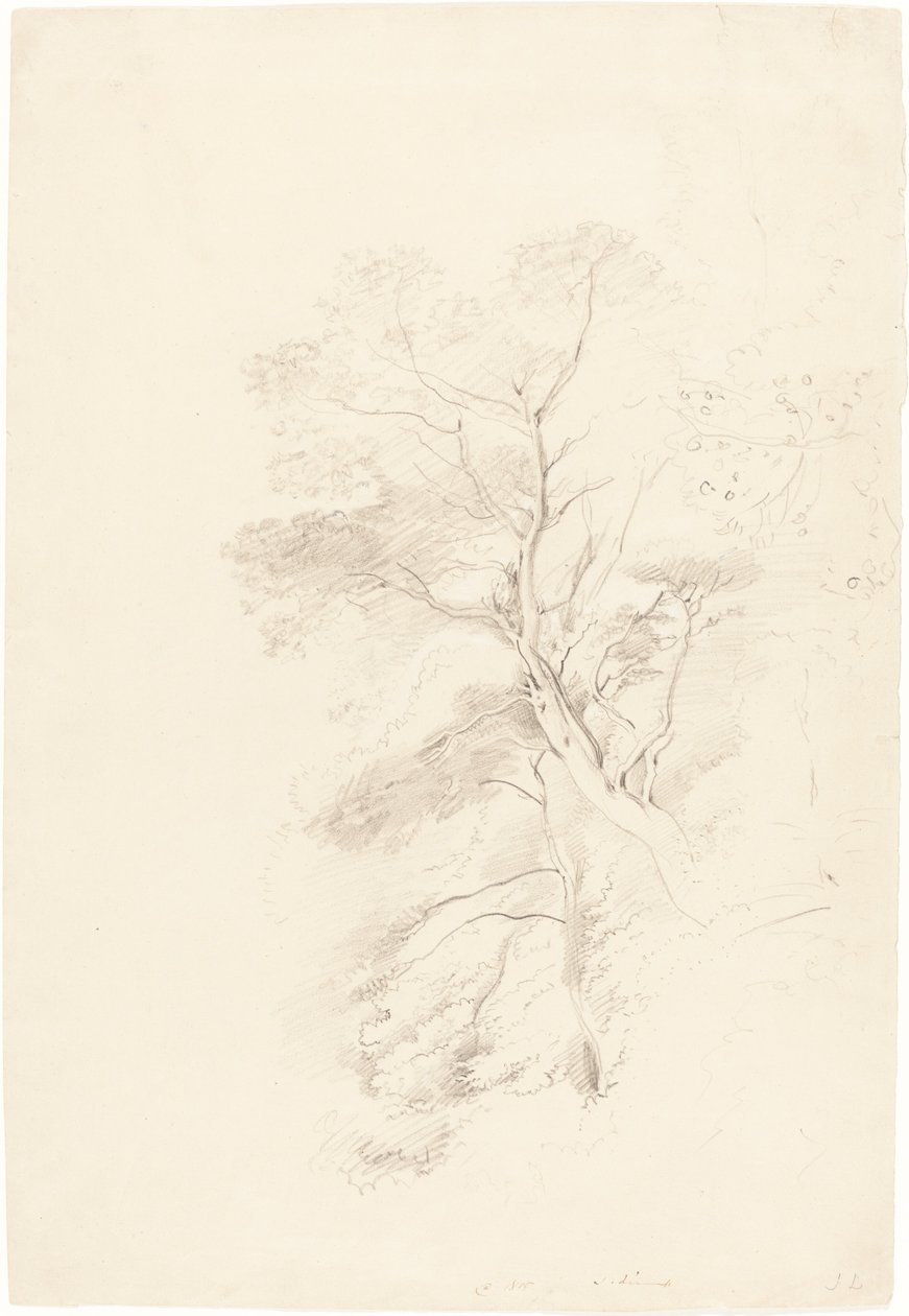 En bøgeskov af John Linnell