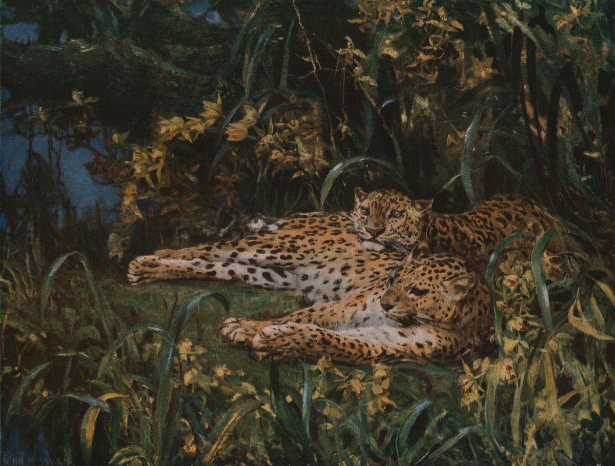 Indiske leoparder, slutningen af det 19.-begyndelsen af det 20. århundrede, c1930. af John Macallan Swan