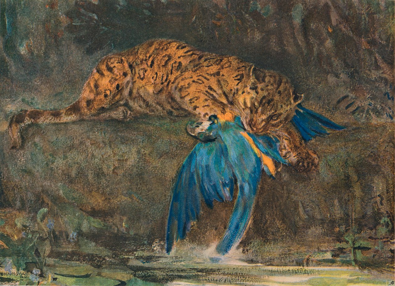 Jaguar og Macaw, slutningen af det 19. århundrede af John Macallan Swan