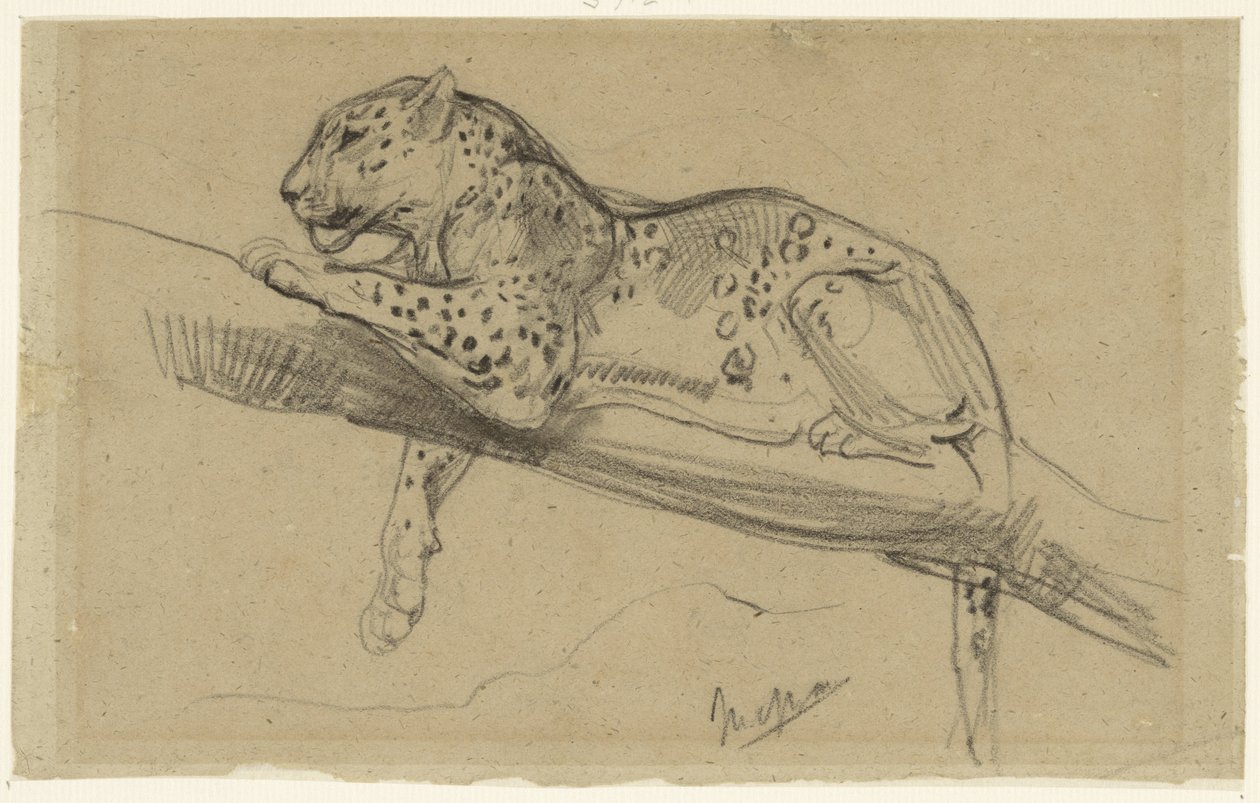 Studie af en leopard, der ligger på en gren af John Macallan Swan