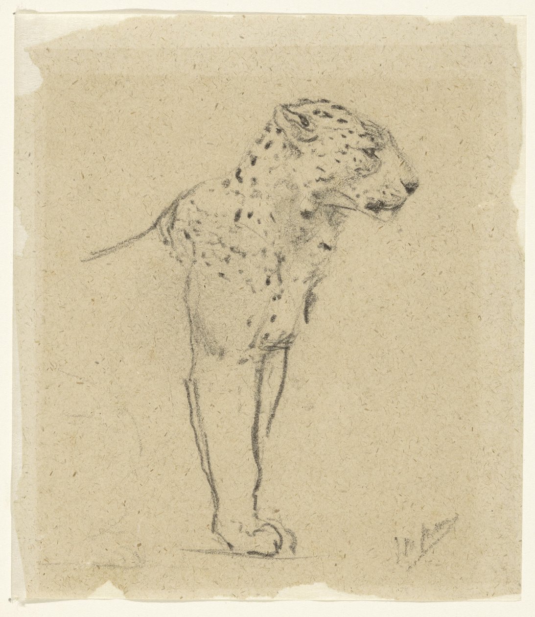 Studie af en stående leopard af John Macallan Swan