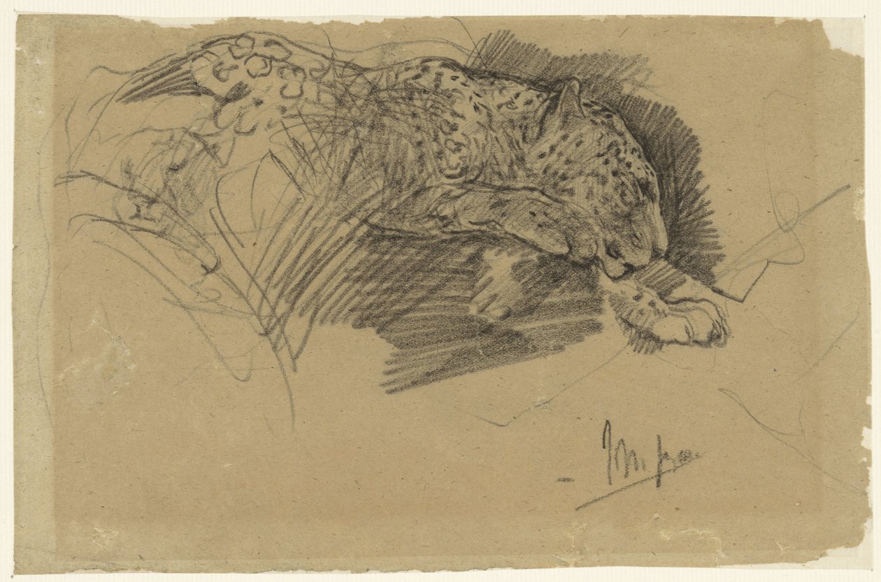 Studier af en leopard af John Macallan Swan