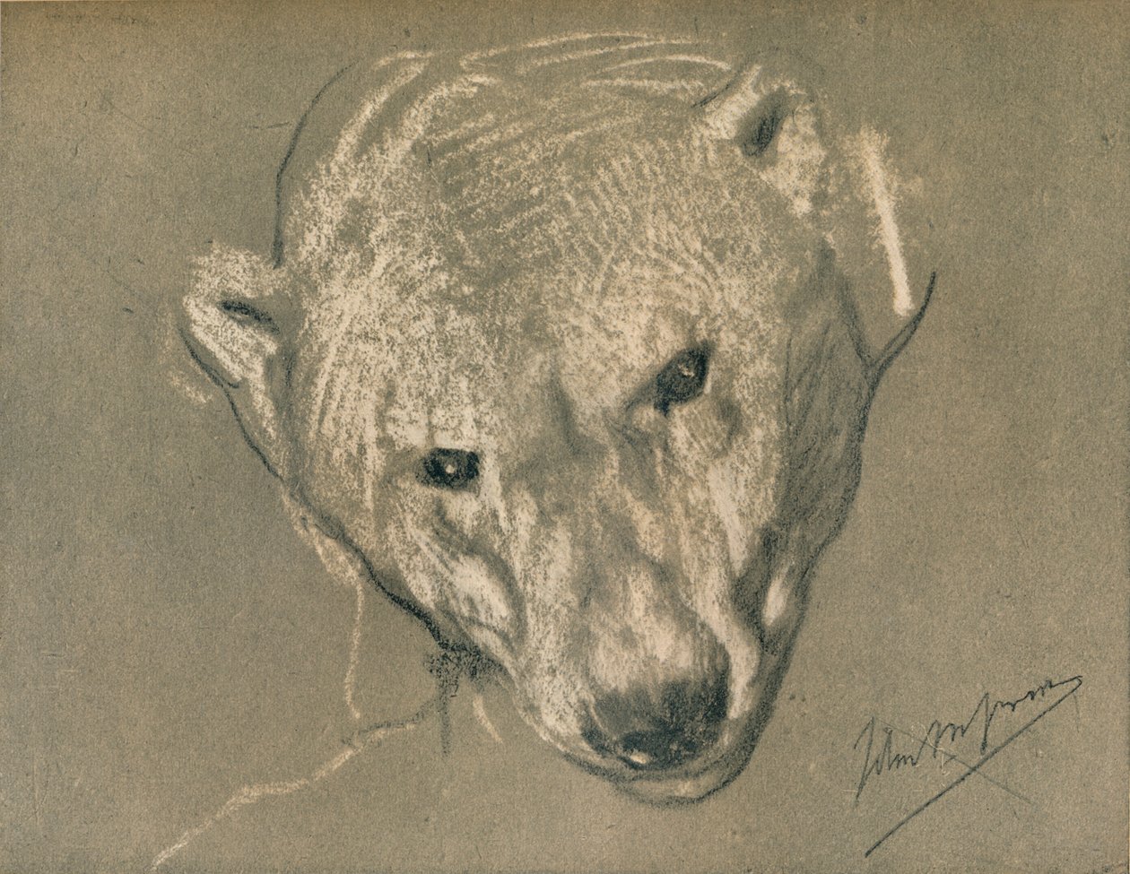 Studie af et isbjørnehoved, c1901 af John Macallan Swan
