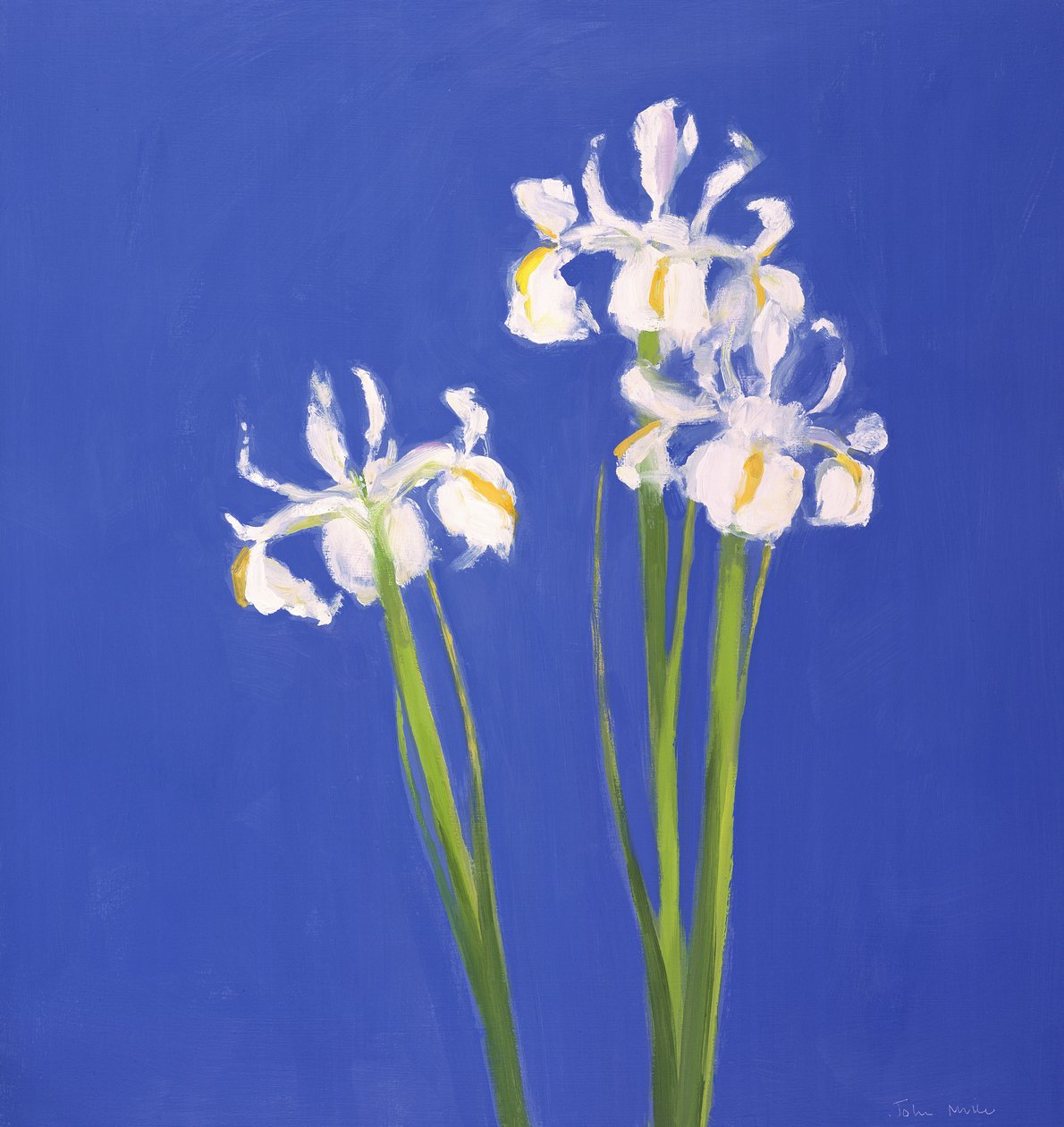 Hollandsk White Exelsior, 2000 af John Miller