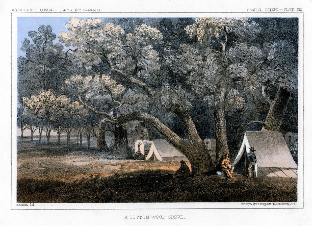 A Cotton Wood Grove, 1856 af John Mix Stanley