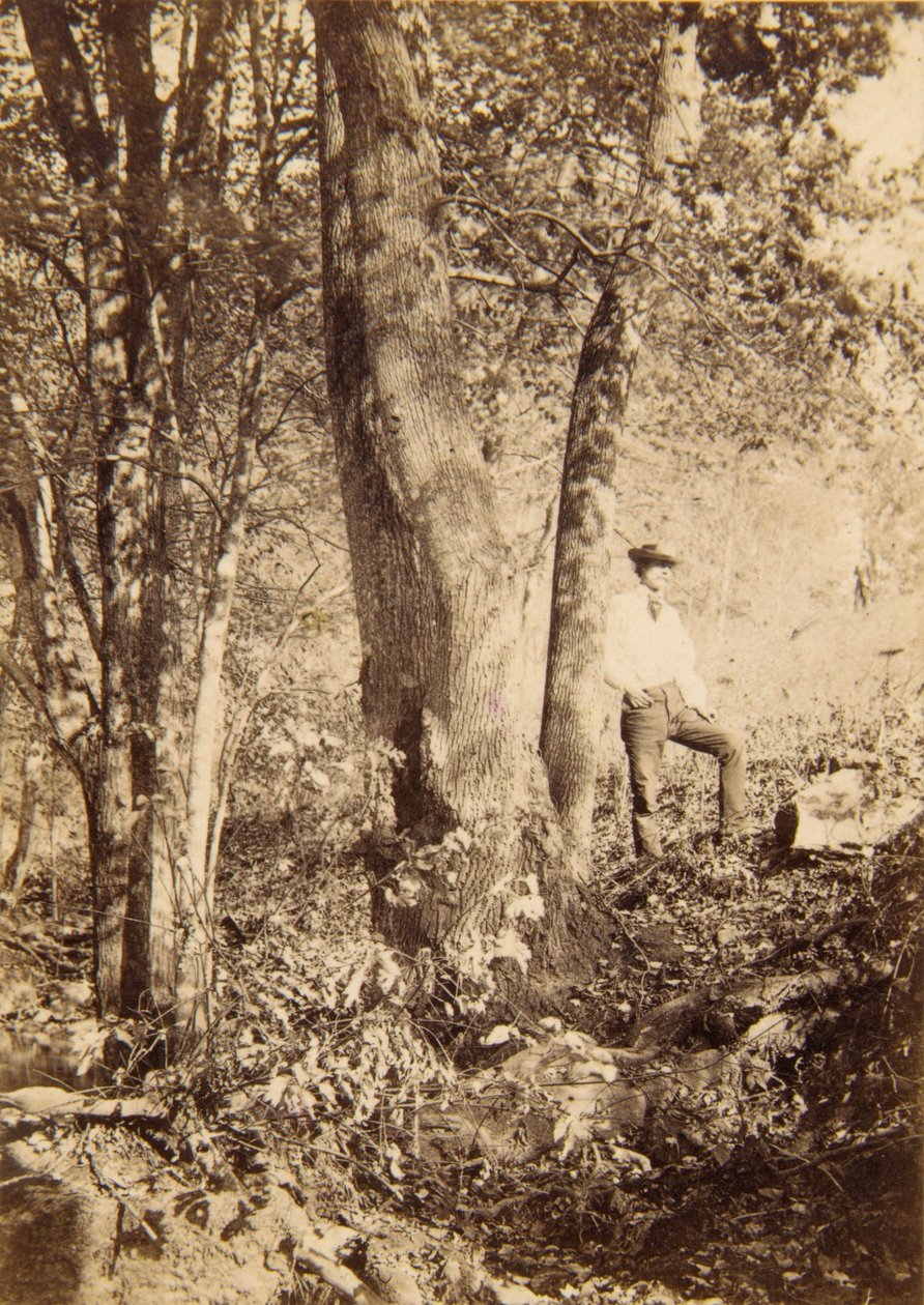 Tacony Creek, Magnolia Poplar af John Moran