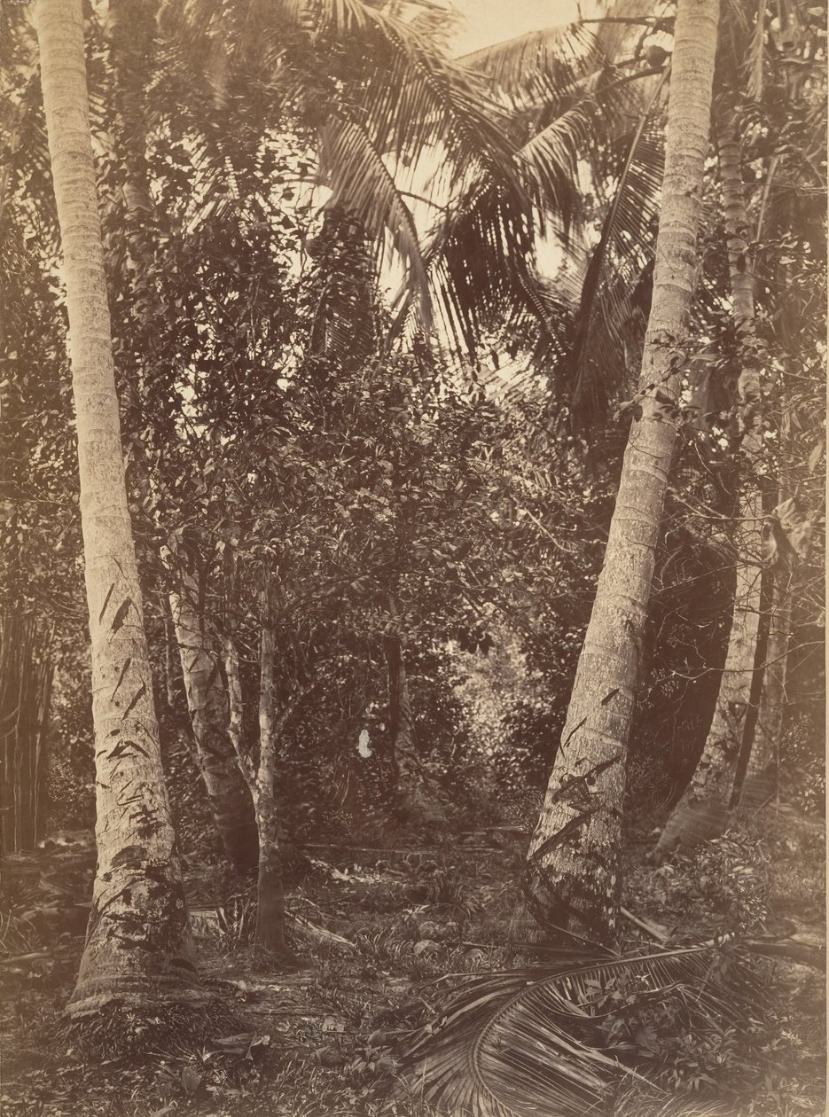 Tropisk landskab, Skov nær Turbo, 1871. af John Moran