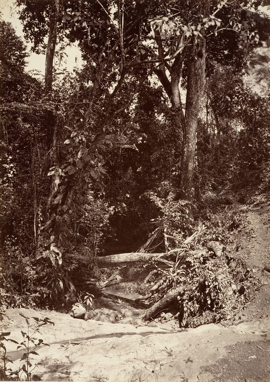 Tropisk landskab, The Brook El Bano, Chipigana, 1871. af John Moran