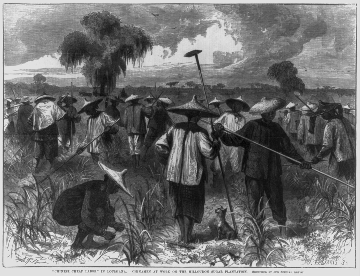 "Kinesisk billig arbejdskraft" i Louisiana - kinesere på arbejde på Milloudon Sugar Plantation af John Parker Davis