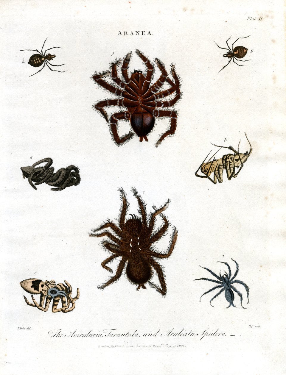 ARANEA: Avicularia;Tarantula og Aculeata-edderkopper af John Pass