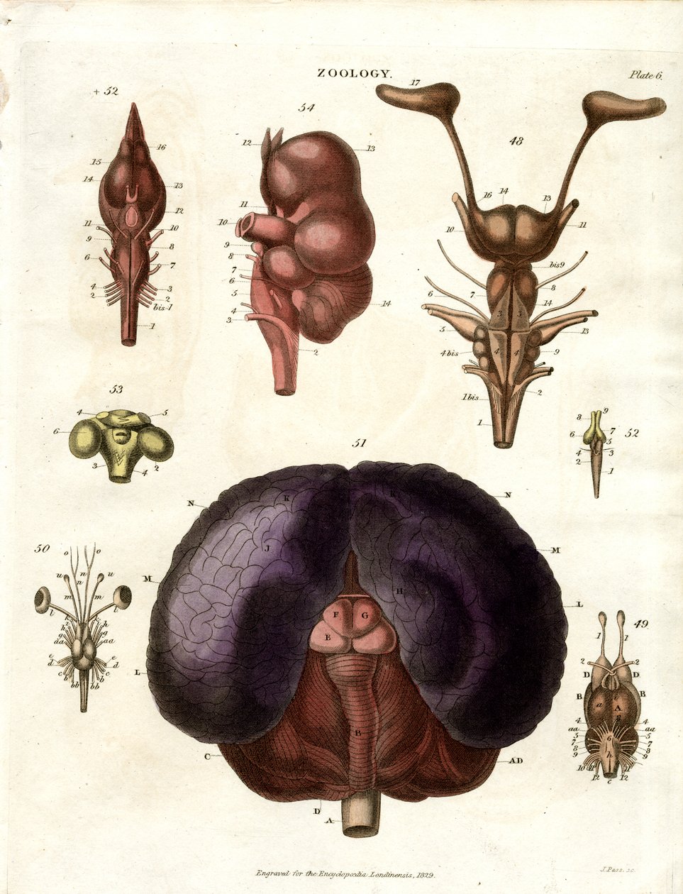 Anatomiske illustrationer af hjernen og nervesystemet (planche 6) af John Pass