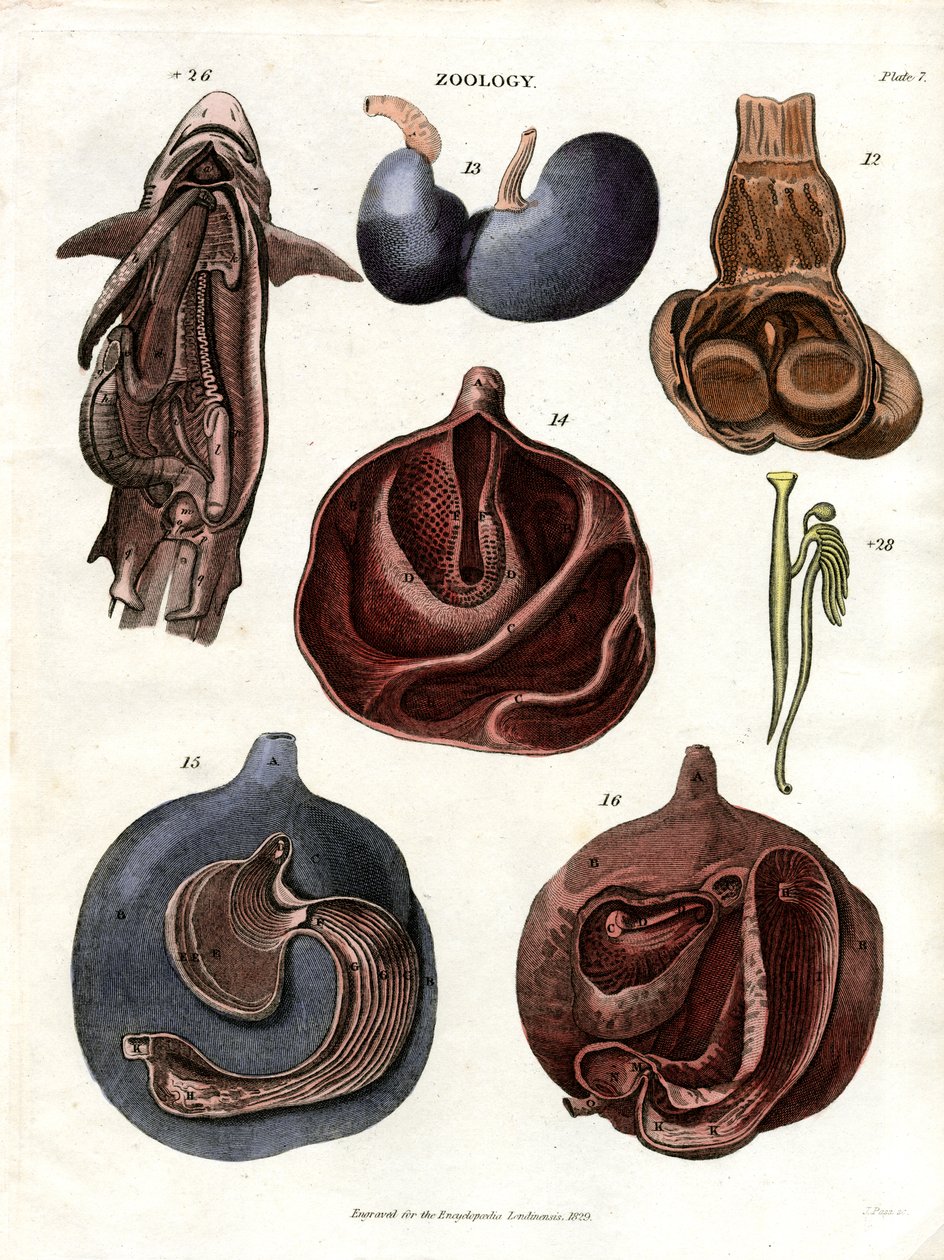 Anatomiske illustrationer af indre organer (planche 7) af John Pass