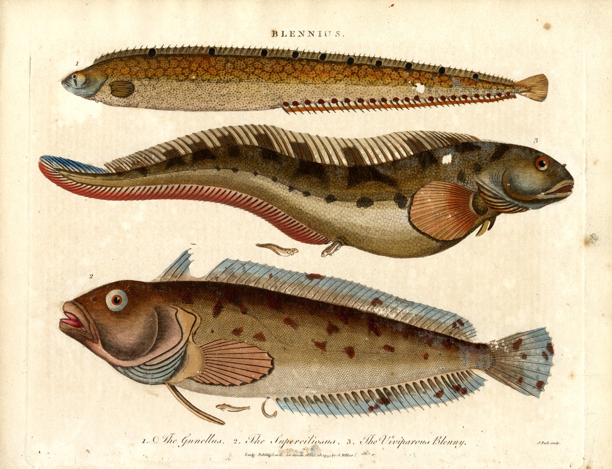 Blennies (Blennius) af John Pass
