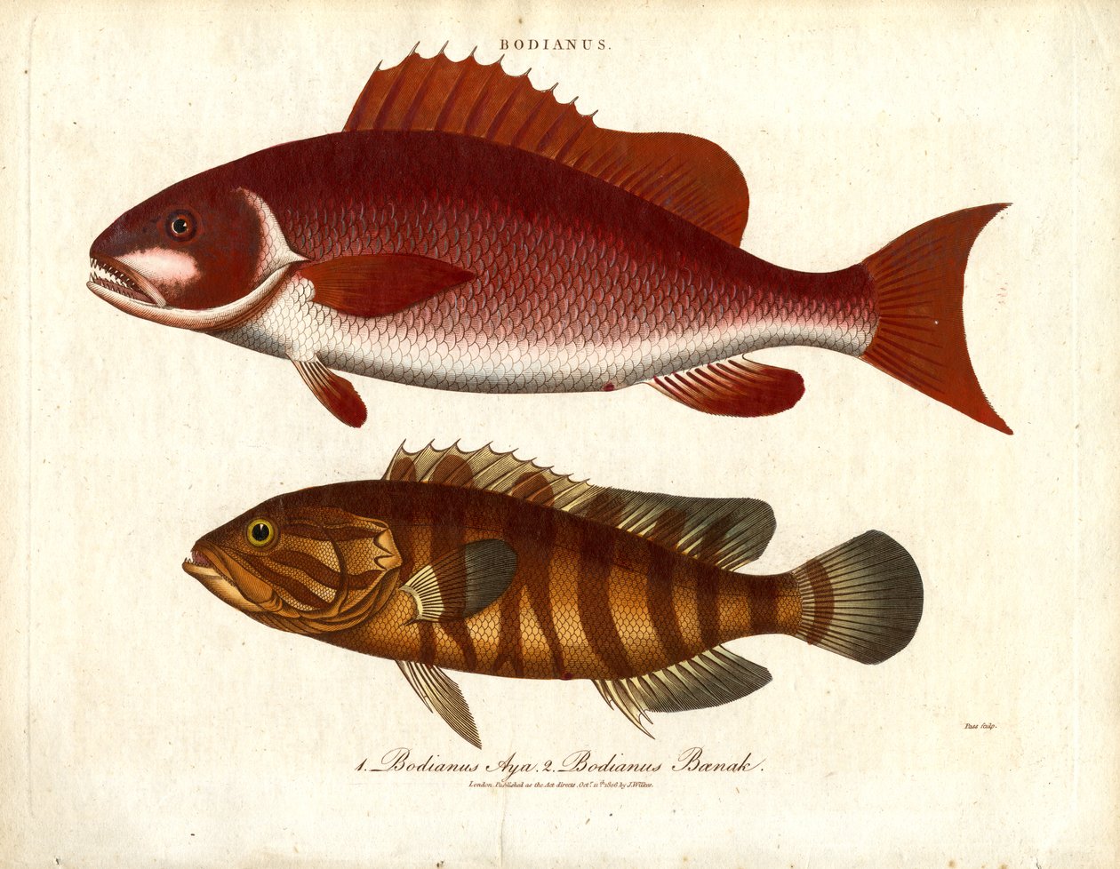 Bodianus - To arter af havaborre af John Pass
