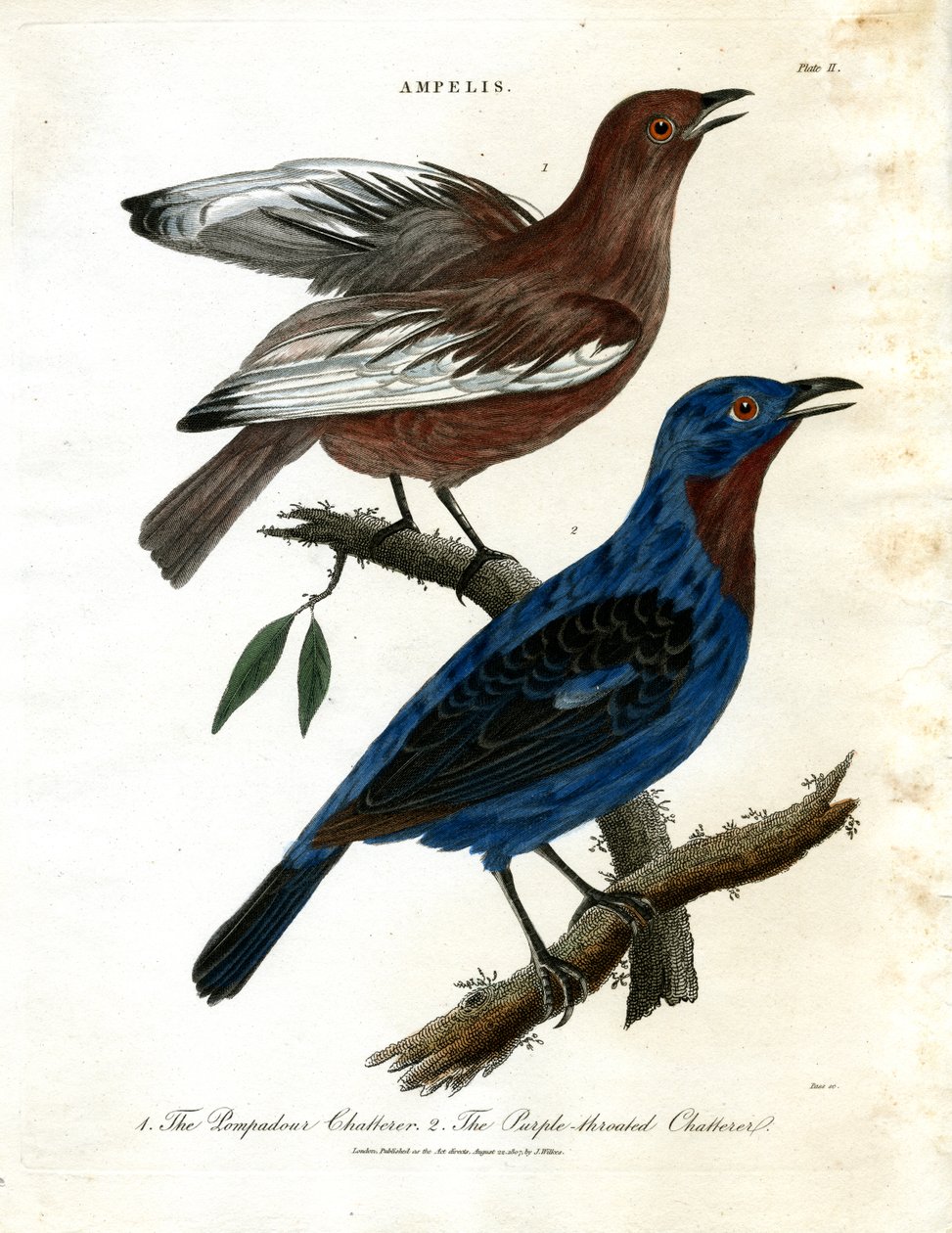 Chattere (Ampelis) af John Pass