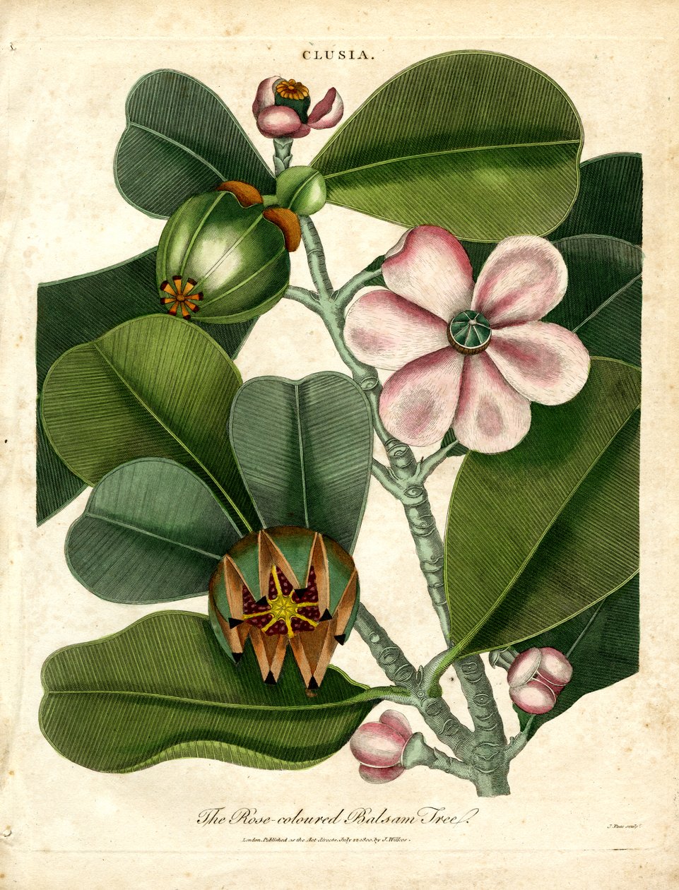 Clusia - det rosenfarvede balsamtræ af John Pass