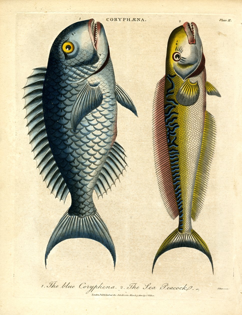 Coryphæna - Delfiner af John Pass