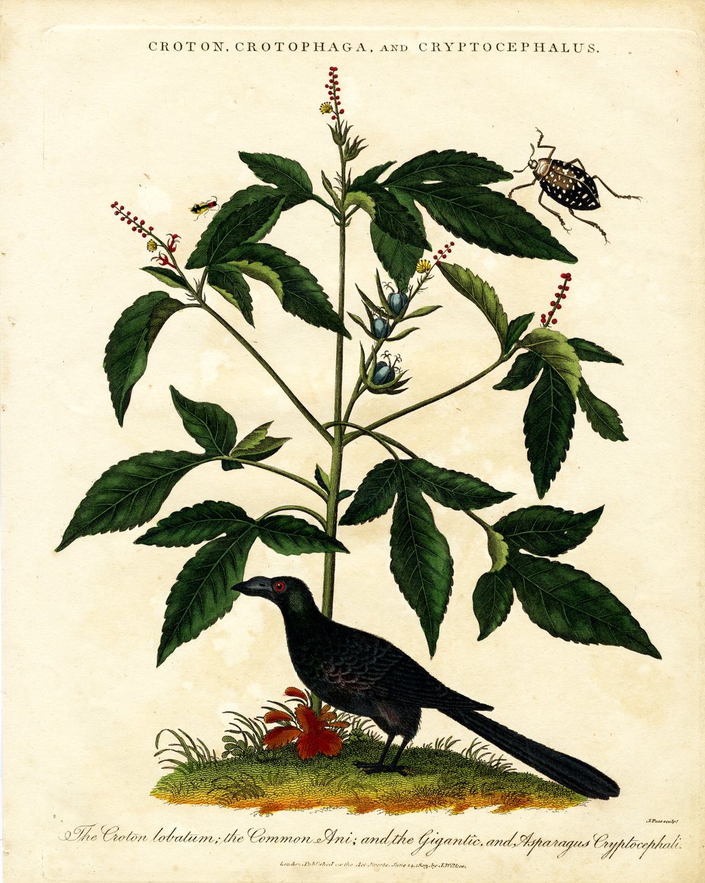 Croton;Crotophaga;og Cryptocephalus af John Pass