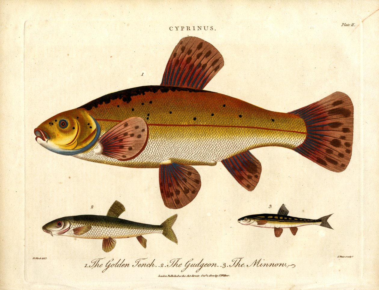 Cyprinus: Golden Tench;Gudgeon og Minnow af John Pass