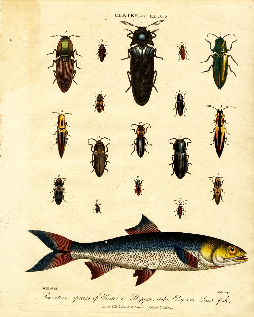 Elater og Elops: Sytten arter af Elater eller Skipper;  Elops eller Saur-fisk af John Pass