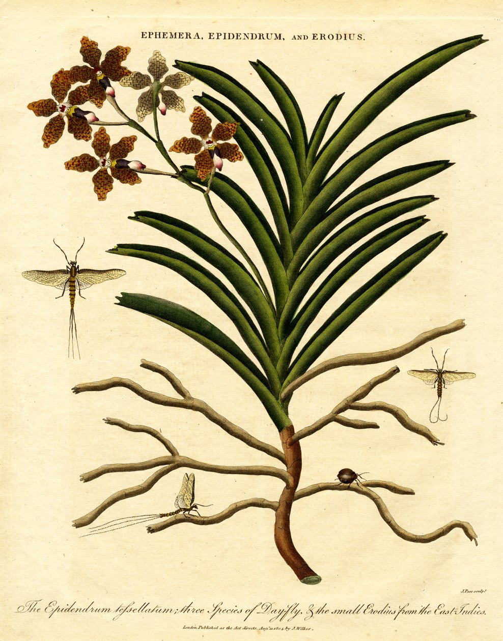 Epidendrum;Ephemera;og Erodius af John Pass