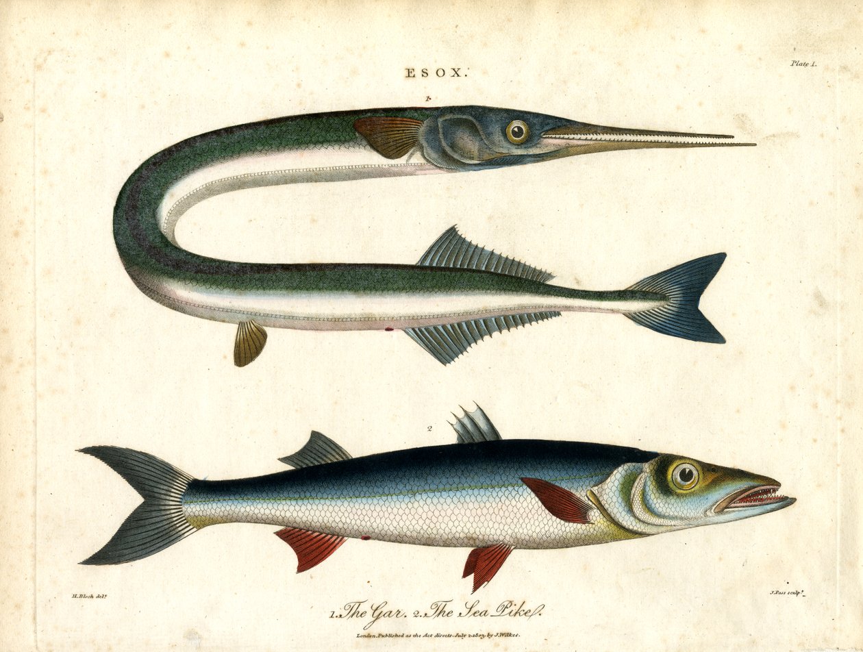 Esox: Gar og havgedde af John Pass