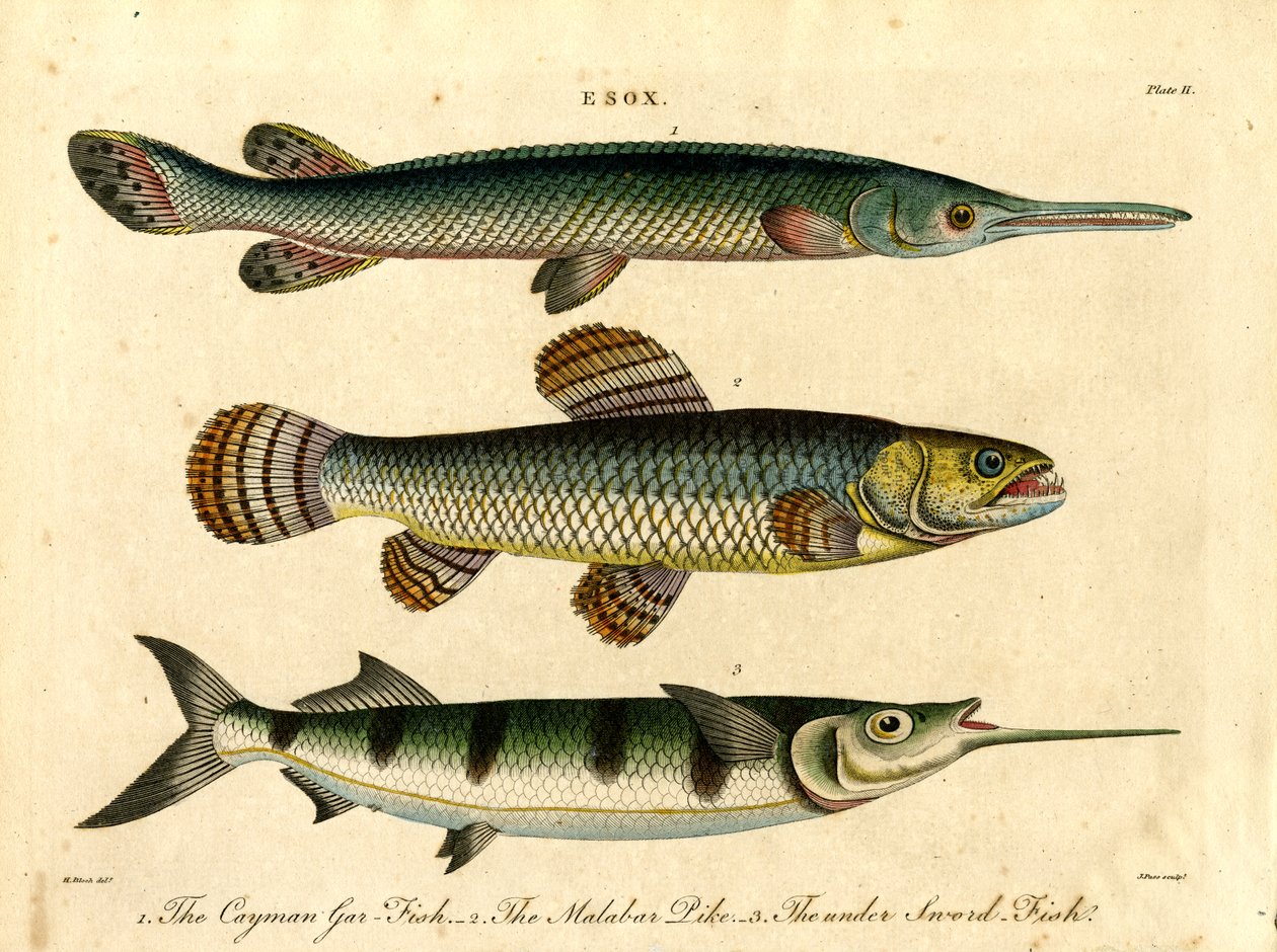 Esox: Gedde- og sværdfiskarter af John Pass
