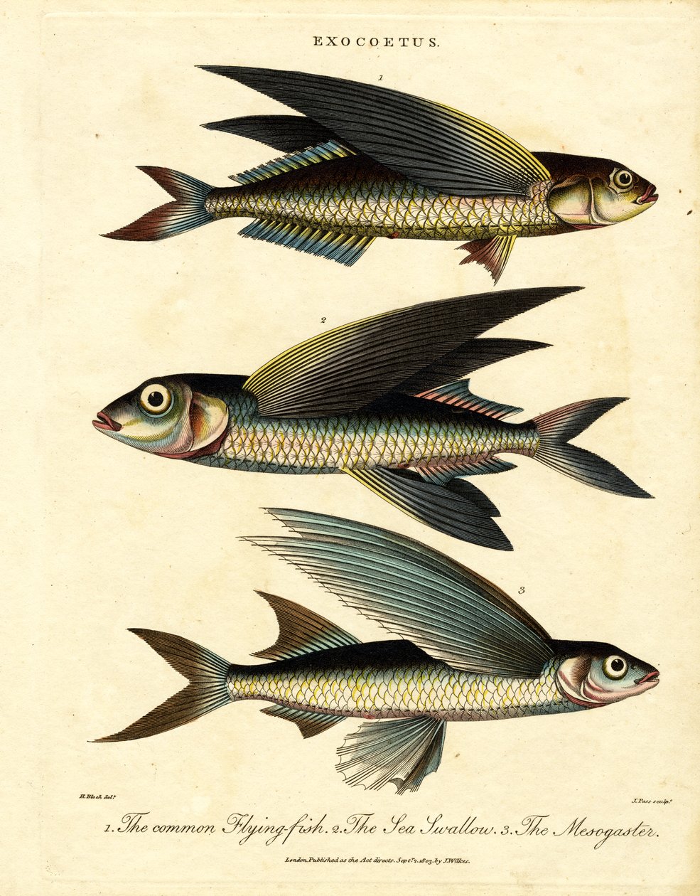 Flyvende fisk af John Pass