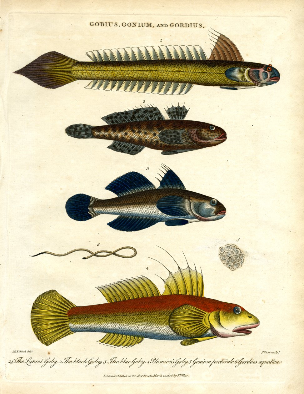 Gobius;Gonium og Gordius: Gopler og hårorm af John Pass