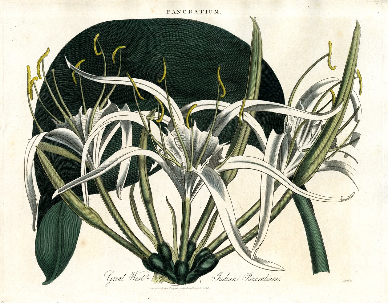 Great West Indies Pancratium (Indisk Pancratium) af John Pass