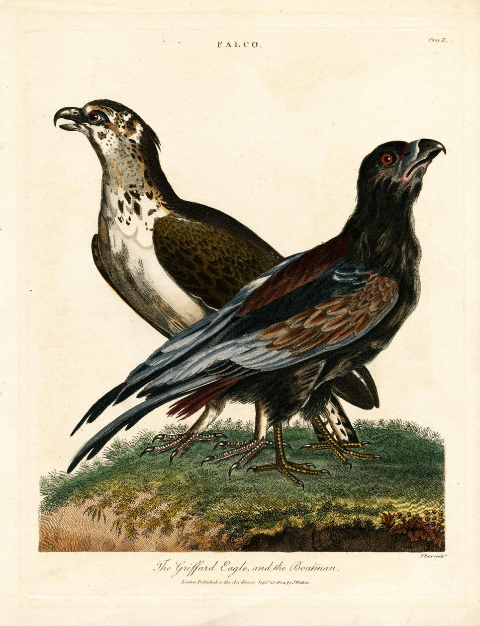 Griffard Eagle og bådsmanden af John Pass