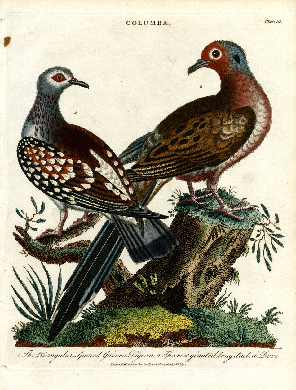 Brevduer og duer (Columba) af John Pass