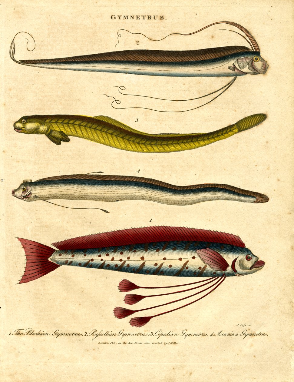 Gymnetrus - båndfisk af John Pass