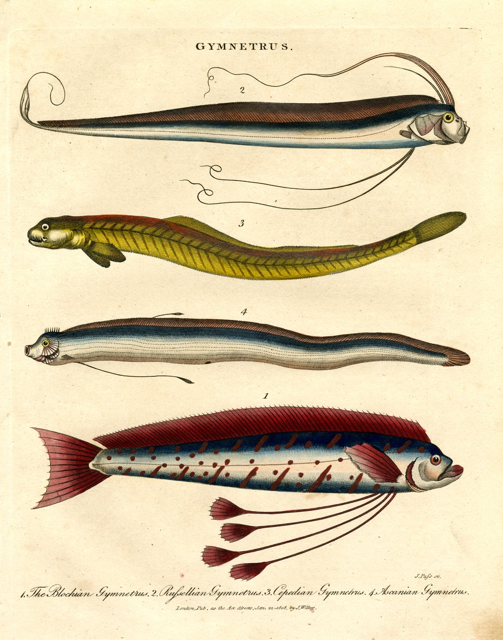 Gymnetrus-arter - båndfisk af John Pass