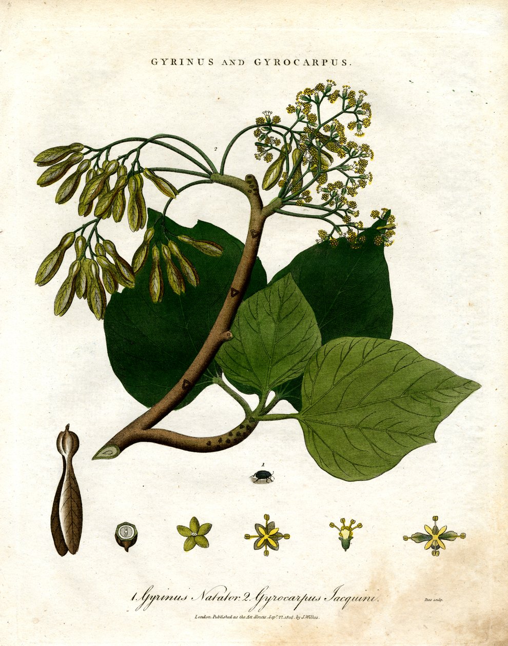 Gyrinus og Gyrocarpus af John Pass