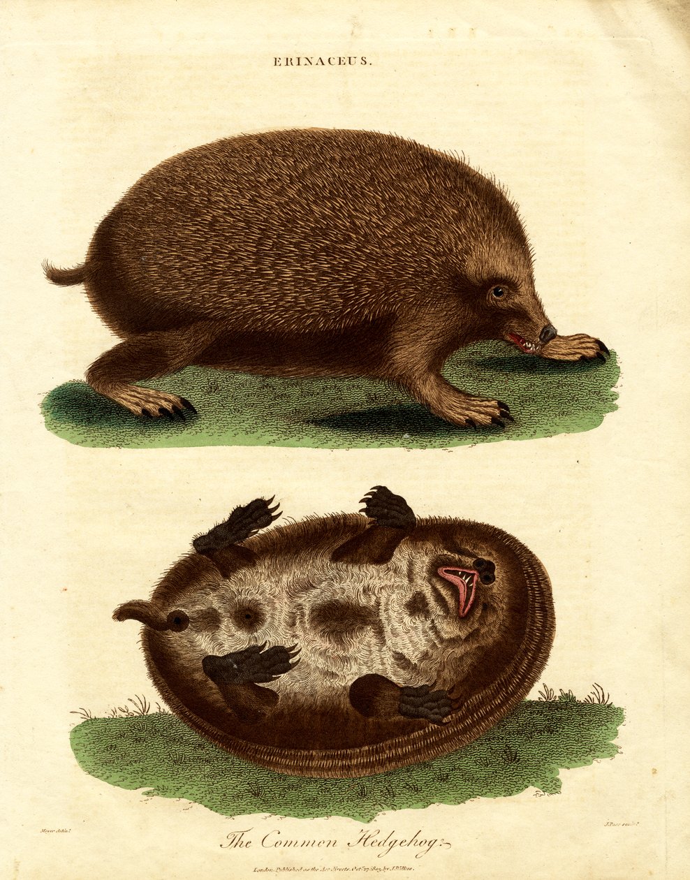 Hedgehog (Erinaceus) af John Pass
