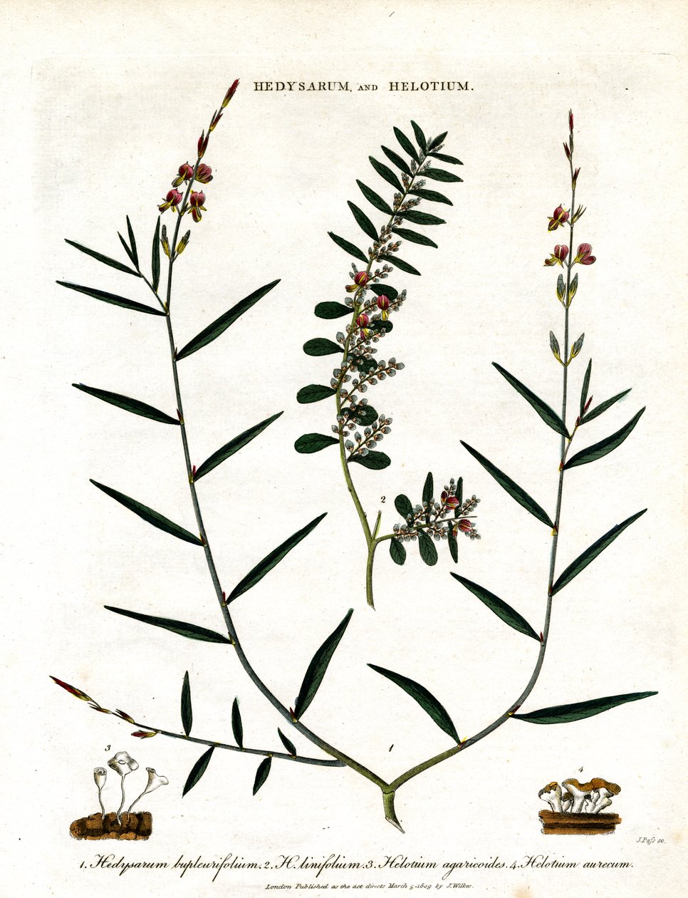 Hedysarum og Helotium af John Pass